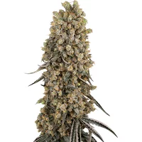 Atomic Blue Dream Feminisierte Hanfsamen, 3 Samen