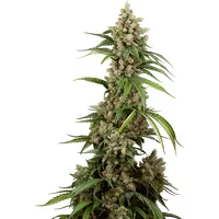 Big Berry Boom Boom Feminisierte Hanfsamen, 3 Samen