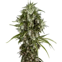 Pineapple Jack Feminisierte Hanfsamen, 3 Samen