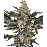 Gremlin's Breath Feminisierte Hanfsamen, 3 Samen