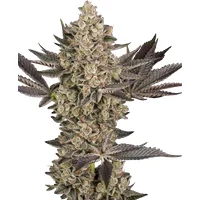 Tropical Butter Sauce Automatic Hanfsamen, 3 Samen