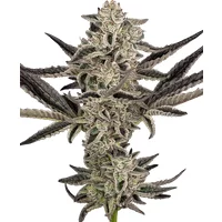 Purple Pickle Automatic Hanfsamen, 3 Samen