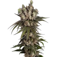 Gelauto Kush Automatic Hanfsamen, 3 Samen