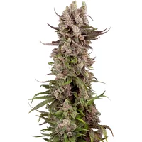 Tropicana Cherry Gelato Feminisierte Hanfsamen, 3 Samen