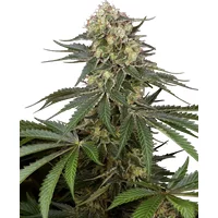 Sensi Supreme Angel's Bliss CBD F1 Automatic Hanfsamen, 3 Samen