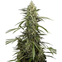 Sensi Supreme Skunk F1 Automatic Hanfsamen, 3 Samen