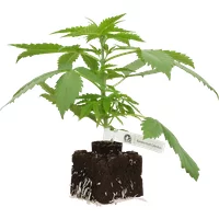 Banana Kush Cake Automatic Cannabispflanzen, 1 Samenpflanze