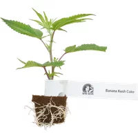 Banana Kush Cake Feminisierte Cannabispflanzen, 1 Steckling