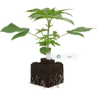 Big Bud Feminisierte Cannabispflanzen, 1 Samenpflanze