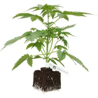 Blueberry Candiez Automatic Cannabispflanzen, 1 Samenpflanze