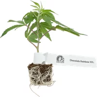 Chocolate Rainbow XXL Feminisiert Cannabispflanzen, 1 Steckling
