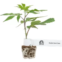 Double Kush Cake Feminisierte Cannabis-Pflanzen, 1 Steckling