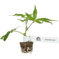 Honey Melon Kush Feminisierte Cannabispflanzen, 1 Steckling