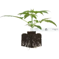 Jamaican Pearl Feminisierte Cannabispflanzen, 1 Samenpflanze
