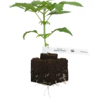 Mandarine Jam Feminisierte Cannabispflanzen, 1 Samenpflanze