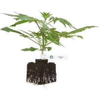 Master Kush Feminisierte Cannabispflanzen von White Label, 1 Samenpflanze