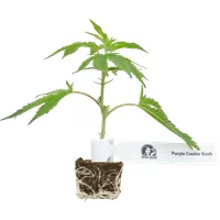 Purple Cookie Kush Feminisierte Cannabispflanzen, 1 Steckling