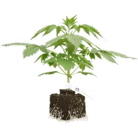 Purple Skunk Automatic Cannabispflanzen, 1 Samenpflanze