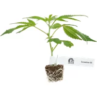 Screwdriver OG Feminisierte Cannabispflanzen, 1 Steckling