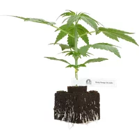 Sticky Orange XXL Automatic Cannabispflanzen, 1 Samenpflanze