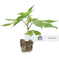 Sunset Peach Feminisierte Cannabispflanzen, 1 Steckling