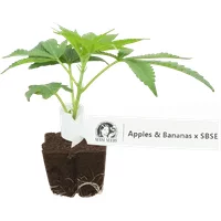 Apples and Bananas x SBSE Feminisierte Cannabis-Pflanzen, 1 Steckling