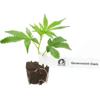 GovernMint Oasis Feminisierte Cannabis-Pflanzen, 1 Steckling