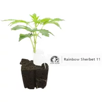 RS-11 Feminisierte Cannabis-Pflanzen, 1 Steckling