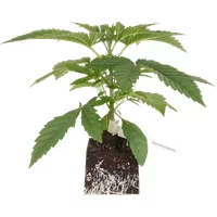 Sticky Berry Mints XXL Feminisierte Cannabispflanzen, 1 Samenpflanze