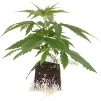 Super Lemon Cherry feminisierte Cannabispflanzen, 1 Samenpflanze