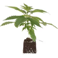 Triple Mints XXL feminisierte Cannabispflanzen, 1 Samenpflanze