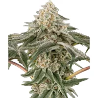 Black Lily Feminisierte Hanfsamen, 3 Samen