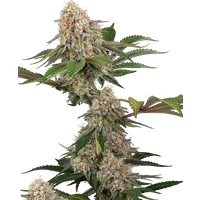 Sticky Berry Mints XXL Feminisierte Hanfsamen, 3 Samen