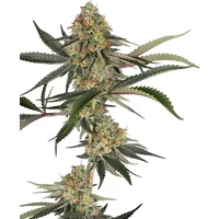 Super Lemon Cherry Feminisierte Hanfsamen, 3 Samen