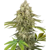 Tangie Jungle Juice Feminisierte Hanfsamen, 3 Samen
