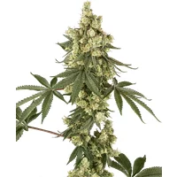 Lambo Haze Feminisierte Hanfsamen, 3 Samen