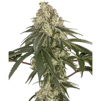 Pineapple Blossom Feminisierte Hanfsamen, 3 Samen