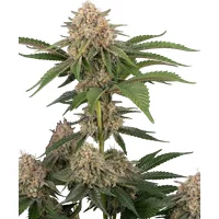 California Runtz Automatic Hanfsamen, 3 Samen