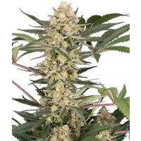 Chrome Fade Feminisierte Hanfsamen, 3 Samen