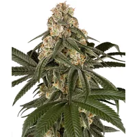 Silk Truffle Feminisierte Hanfsamen, 3 Samen