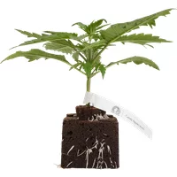 Candy Apples Automatic Cannabispflanzen, 1 Samenpflanze