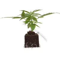 Sauvignon Blanc Automatic Cannabispflanzen, 1 Samenpflanze