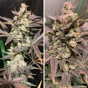 Skywalker Haze - Dutch Passion feminisiert 3er Pack