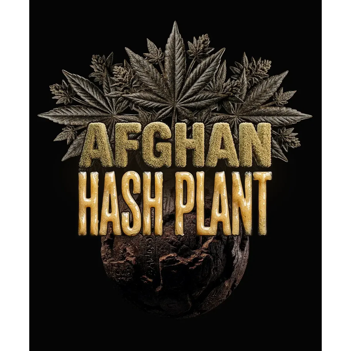 Barneys Farm Afghan Hash Plant Auto 3er Packung