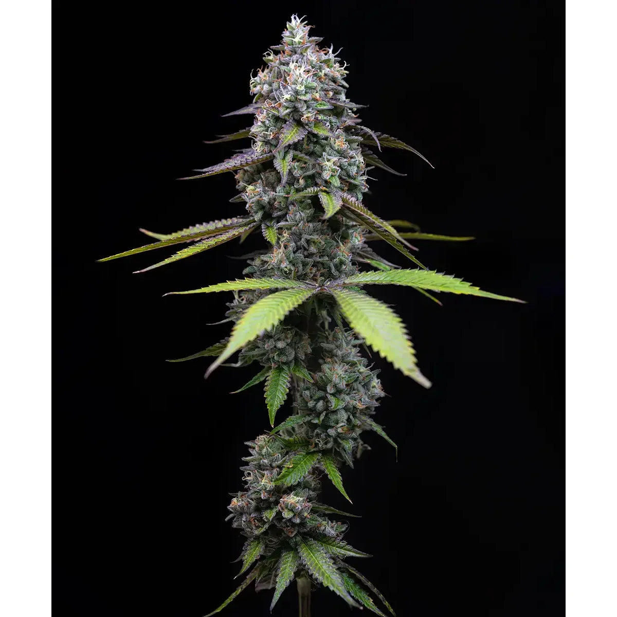 Barneys Farm Zoap 3er Pack