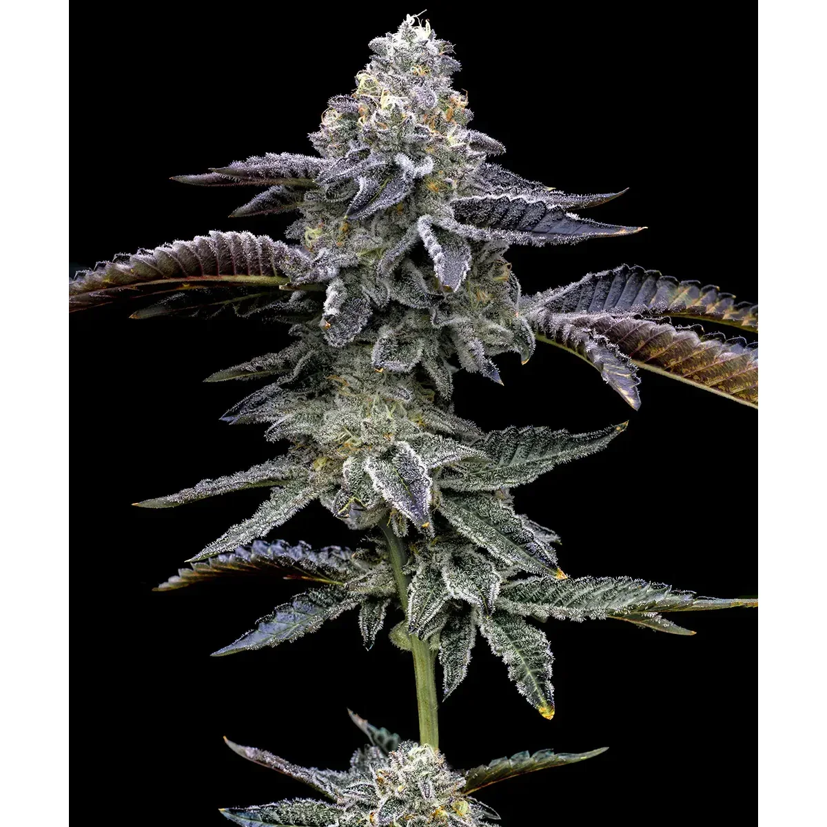 Barneys Farm Blue Dream 3er Pack