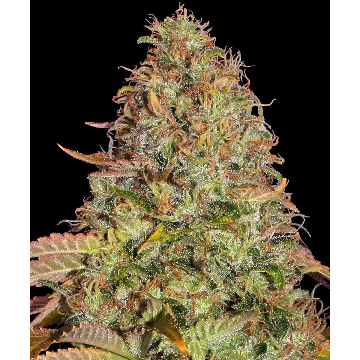 Barneys Farm Zkittlez OG Auto 3er Pack