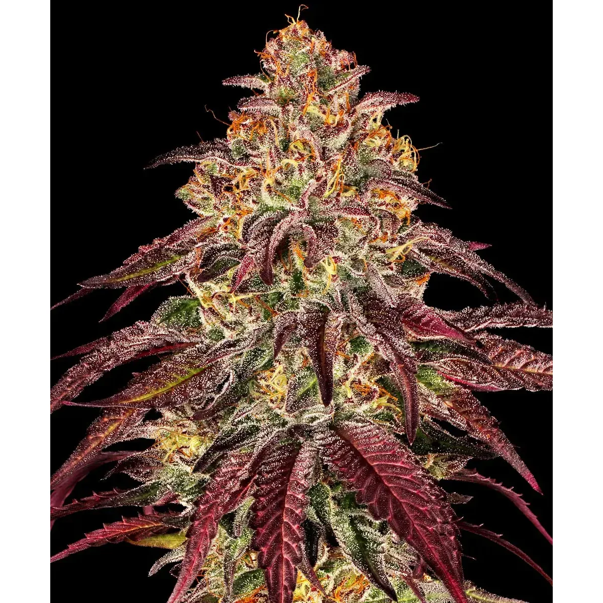Barneys Farm Mimosa x Orange Punch Auto 3er Pack