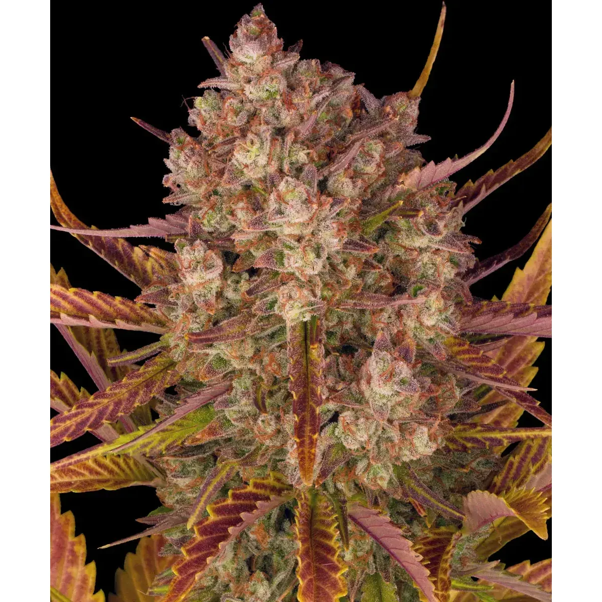 Barneys Farm Dos Si Dos Auto 3er Pack