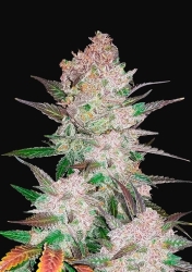 Girl Scout Cookies Auto - FastBuds Seeds